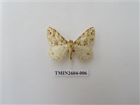 藏品(尺蛾120)的圖片